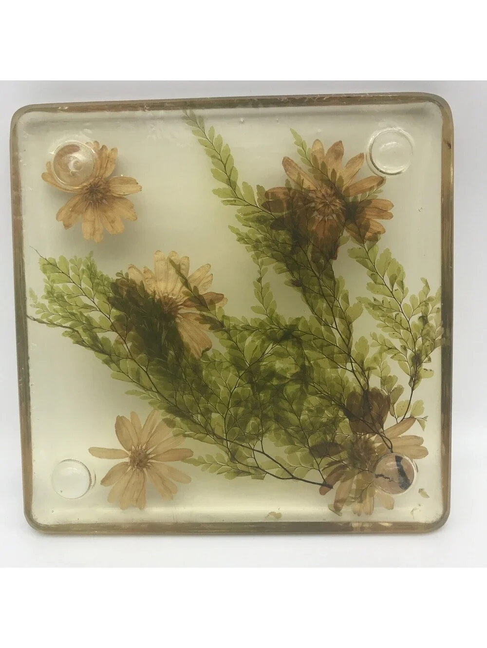 Vintage Acrylic Resin Trivet Daisy Fern Dried Flowers 7.75” Square MCM Footed